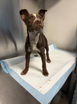 Amerie -  Cattle Dog and Mixed Breed Dog for Adoption in Fresno, California - Amerie | PetCurious