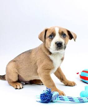 Siberian Husky and Rat Terrier Dogs Available for Adoption in Morton Grove, Illinois - Ducky | PetCurious