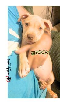 Brock -  Pit Bull Terrier Dog for Adoption in Council Bluffs, Iowa - Brock | PetCurious