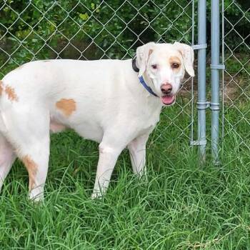 Dini -  Mixed Breed Dog for Adoption in Fredericksburg, Virginia - Dini | PetCurious