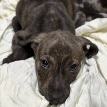 Orion -  Mixed Breed Dog for Adoption in Brownsboro, Alabama - Orion | PetCurious