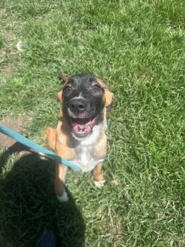 Kanga -  Belgian Shepherd Malinois and Saint Bernard Dog for Adoption in Bellflower, California - Kanga | PetCurious