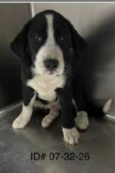 Sharky -  Mixed Breed Dog for Adoption in Largo, Florida - Sharky | PetCurious