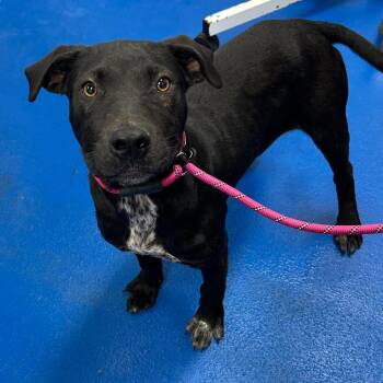 Humphrey -  Retriever Dog for Adoption in Patchogue, New York - Humphrey | PetCurious
