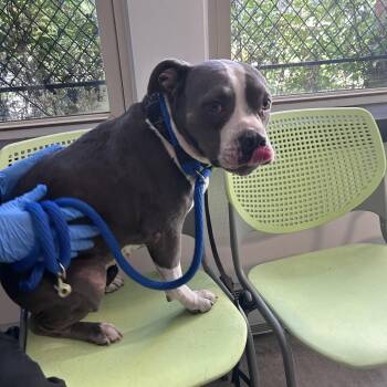 Amaya -  Mixed Breed Dog for Adoption in Philadelphia, Pennsylvania - Amaya | PetCurious