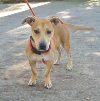 BOZO -  Mixed Breed Dog for Adoption in Fernandina Beach, Florida - BOZO | PetCurious
