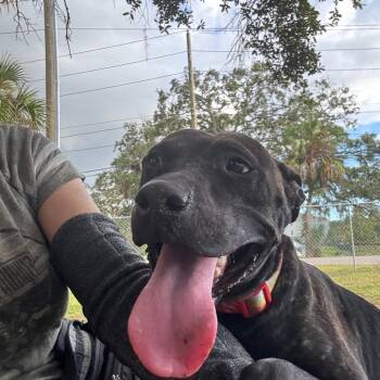 Rescue Pit Bull Terrier Dogs for Adoption in Port Richey, Florida - Pepper | PetCurious