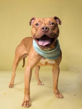 Pit Bull Terrier and Mixed Breed Dogs Available for Adoption in Atlanta, Georgia - Three | PetCurious