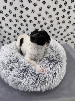 Chihuahua Dogs Available for Adoption in Brookings, Oregon - Bessy | PetCurious