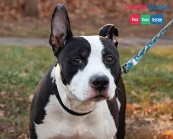 Rescue Mixed Breed Dogs for Adoption in West Chester, Pennsylvania - Posty | PetCurious