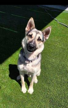 Colby -  German Shepherd Dog Dog for Adoption in Jefferson City, Missouri - Colby | PetCurious