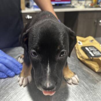 Talia -  German Shepherd Dog and Mixed Breed Dog for Adoption in Tampa, Florida - Talia | PetCurious