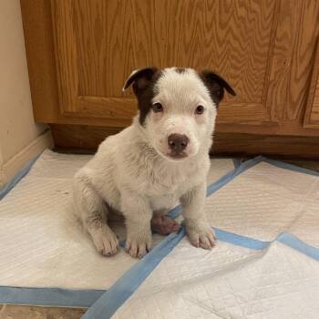 Acorn -  Mixed Breed Dog for Adoption in Tacoma, Washington - Acorn | PetCurious