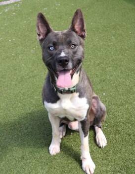 Slushie -  Mixed Breed Dog for Adoption in Athens, Georgia - Slushie | PetCurious