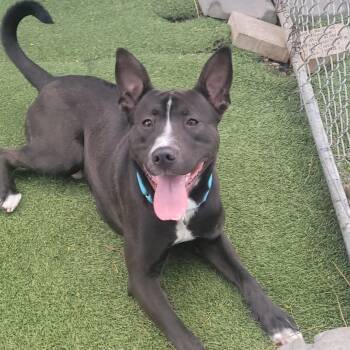 Rescue Pit Bull Terrier and German Shepherd Dog Dogs for Adoption in Galveston, Texas - Whiskey | PetCurious