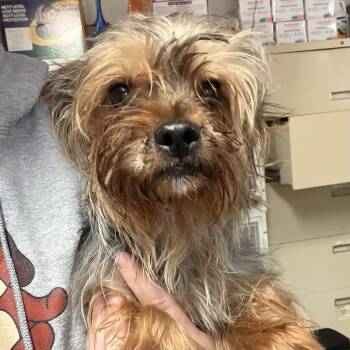 Rip Van Wafer -  Yorkshire Terrier Dog for Adoption in Columbia, South Carolina - Rip Van Wafer | PetCurious
