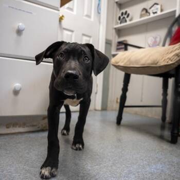 King -  Pit Bull Terrier Dog for Adoption in Pawling, New York - King | PetCurious
