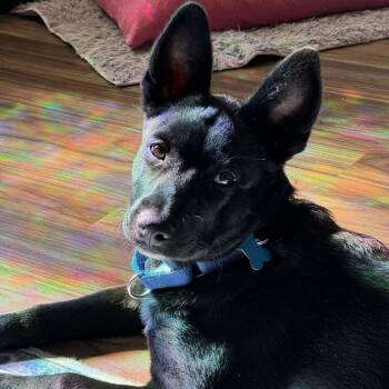 Rescue Labrador Retriever Dogs for Adoption in Kanab, Utah - Starlight | PetCurious