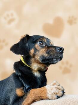 Chihuahua Dogs Available for Adoption in Nashville, Tennessee - Benjamin | PetCurious