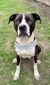 Pit Bull Terrier Dogs Available for Adoption in Eagle, Idaho - Izzy--- Courtesy Post. Out Of Town Pet. See Below For Details -- | PetCurious
