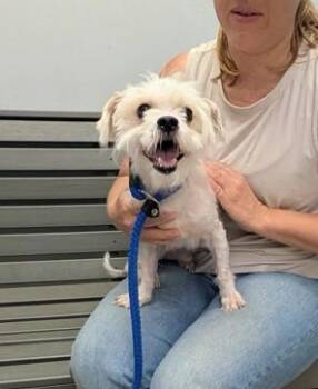 Gus Gus -  Maltese Dog for Adoption in Philadelphia, Pennsylvania - Gus Gus | PetCurious