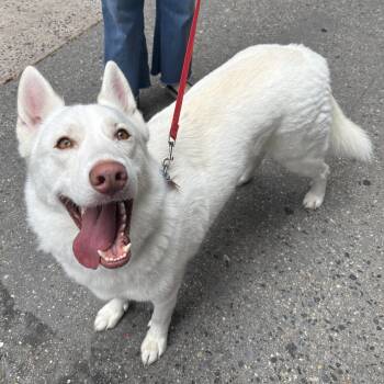 Shiloh -  White German Shepherd Dog for Adoption - Shiloh | PetCurious