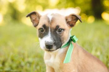 Ripply -  Mixed Breed Dog for Adoption in Gradyville, Kentucky - Ripply | PetCurious