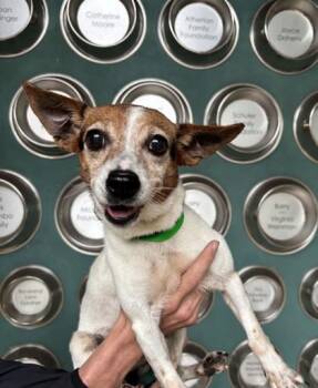 Eloise -  Chihuahua and Mixed Breed Dog for Adoption in Honolulu, Hawaii - Eloise | PetCurious