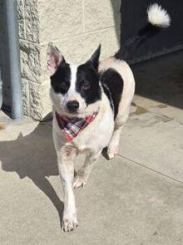 Lenny -  Rat Terrier Dog for Adoption in Bucyrus, Ohio - Lenny | PetCurious