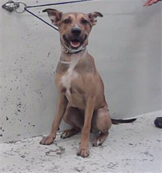 MONA -  Staffordshire Bull Terrier and Mixed Breed Dog for Adoption in Houston, Texas - MONA | PetCurious
