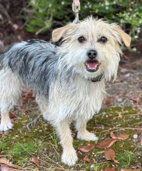 Norfolk Terrier and Yorkshire Terrier Dogs Available for Adoption - Shasta | PetCurious