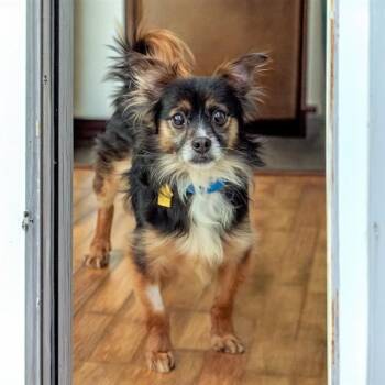 Papillon and Mixed Breed Dogs Available for Adoption in St. Louis, Missouri - COCOA | PetCurious