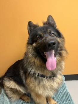 Rescue German Shepherd Dog Dogs for Adoption in Bellingham, Washington - Howie | PetCurious