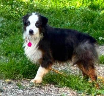 Australian Shepherd Dogs Available for Adoption in Saint Clairsville, Ohio - Bronson | PetCurious
