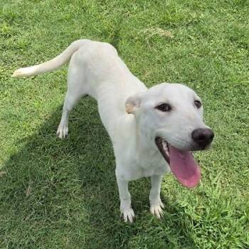 Notebook -  Labrador Retriever and Mixed Breed Dog for Adoption in East Hanover, New Jersey - Notebook | PetCurious