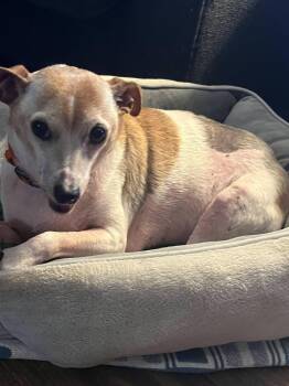 Gizmo -  Chihuahua Dog for Adoption in Indianapolis, Indiana - Gizmo | PetCurious