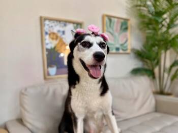 Sweetie Sparkling Showgirl -  Husky and Siberian Husky Dog for Adoption in Friendswood, Texas - Sweetie Sparkling Showgirl | PetCurious