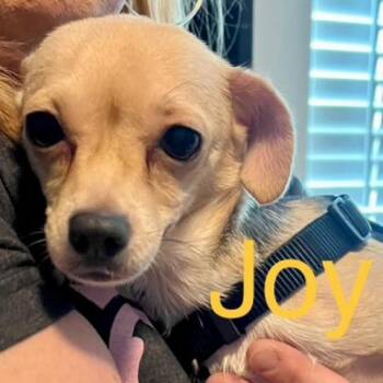 Rescue Chihuahua and Mixed Breed Dogs for Adoption in Houston, Texas - Joy (Dallas) | PetCurious