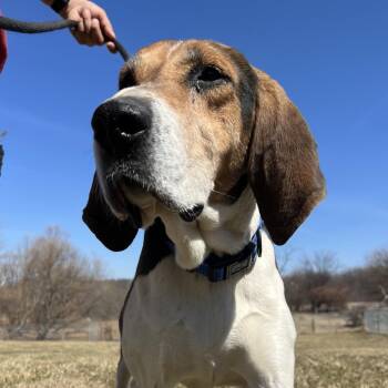 Foxhound Dogs Available for Adoption - Rocco | PetCurious