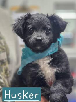 Chihuahua Dogs Available for Adoption in Walthill, Nebraska - Husker | PetCurious