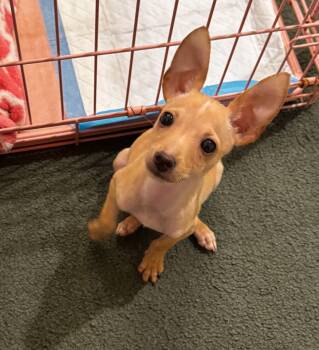 Chico -  Chihuahua Dog for Adoption in Sanford, North Carolina - Chico | PetCurious