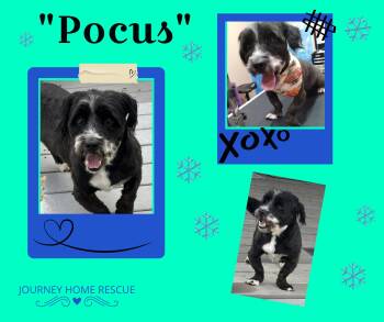 Rescue Havanese Dogs for Adoption in East Wenatchee, Washington - Pocas | PetCurious