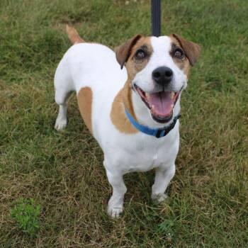 Jackson -  Jack Russell Terrier and Mixed Breed Dog for Adoption in Champaign, Illinois - Jackson | PetCurious