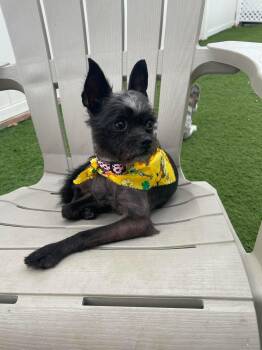 Coco -  Affenpinscher and Cairn Terrier Dog for Adoption in Los Angeles, California - Coco | PetCurious