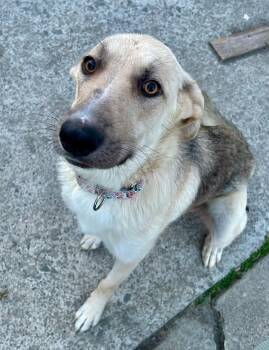 German Shepherd Dog Dogs Available for Adoption in Sterling Heights, Michigan - Junebug | PetCurious