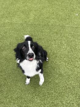 Rescue Border Collie and Border Terrier Dogs for Adoption in Hays, Kansas - Skyrizi | PetCurious