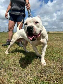 Colt -  Mixed Breed Dog for Adoption in Scott, Louisiana - Colt | PetCurious