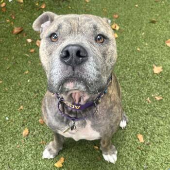 Bailey Blue -  American Staffordshire Terrier Dog for Adoption in Philadelphia, Pennsylvania - Bailey Blue | PetCurious