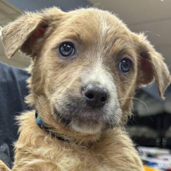 Mixed Breed Dogs Available for Adoption in Austell, Georgia - Moonie | PetCurious