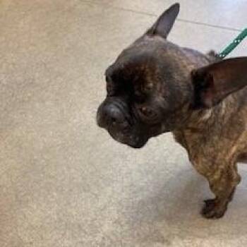 Max -  French Bulldog Dog for Adoption in York, Pennsylvania - Max | PetCurious